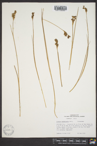 Juncus nevadensis image