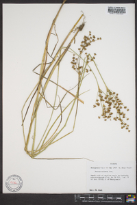 Juncus nodatus image