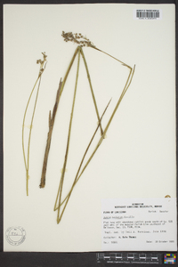 Juncus nodatus image