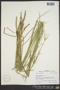 Juncus nodatus image