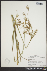 Juncus nodatus image