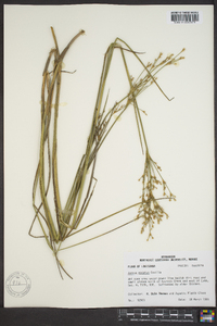 Juncus nodatus image