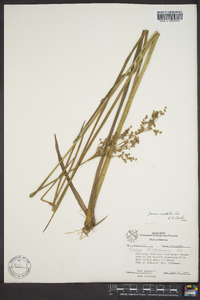 Juncus nodatus image