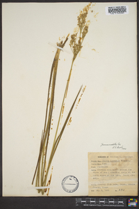 Juncus nodatus image