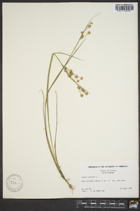 Juncus nodosus image