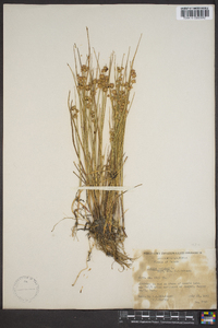 Juncus nodosus image