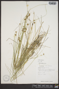 Juncus nodosus image