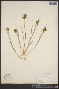 Juncus nodosus image