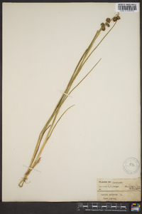 Juncus nodosus image