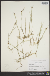 Juncus nodosus image