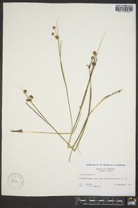 Juncus nodosus image