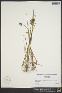 Juncus nodosus image