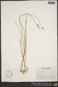 Juncus nodosus image