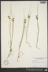 Juncus nodosus image