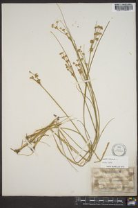 Juncus nodosus image