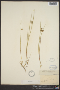 Juncus nodosus image