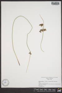 Juncus parryi image