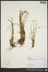 Juncus parryi image