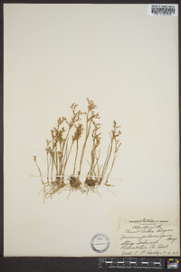 Juncus pelocarpus image