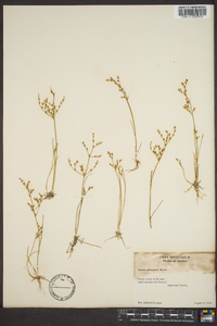 Juncus pelocarpus image