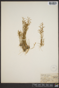 Juncus pelocarpus image