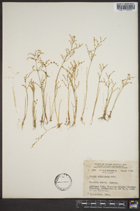 Juncus pelocarpus image