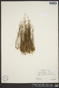 Juncus pelocarpus image