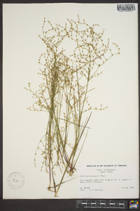 Juncus pelocarpus image