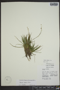 Juncus repens image