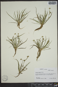 Juncus repens image