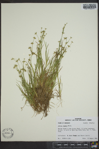 Juncus repens image