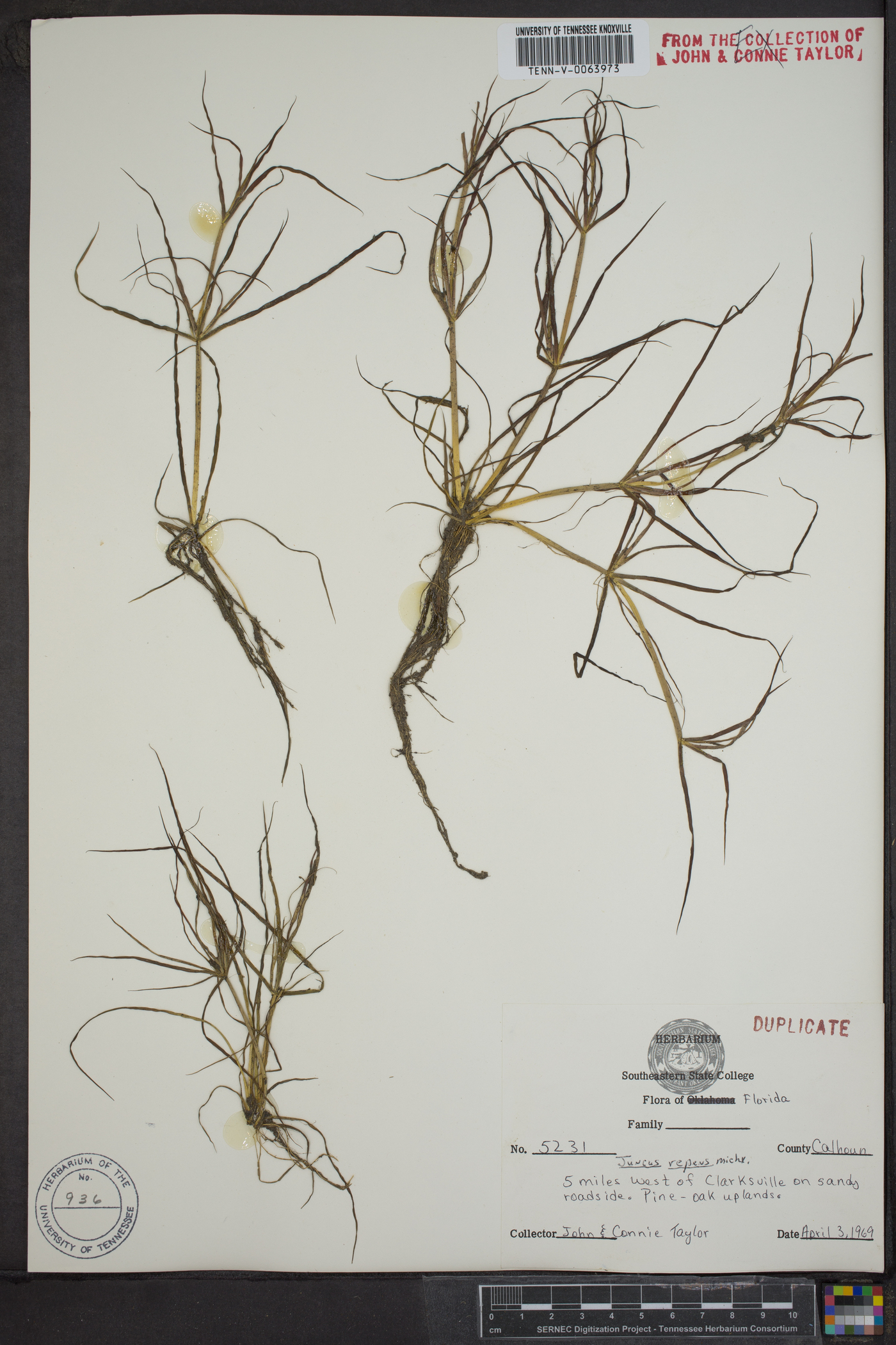 Juncus repens image