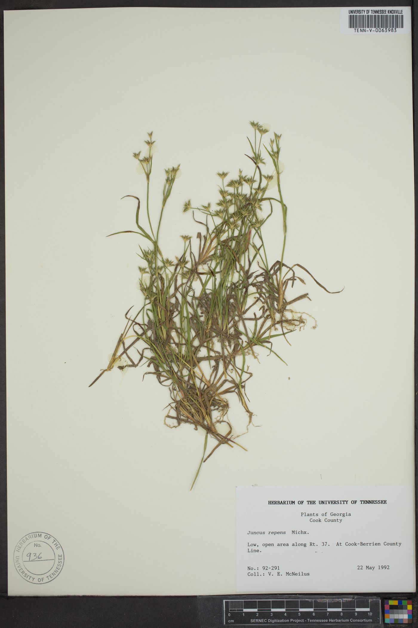 Juncus repens image