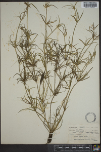 Juncus repens image