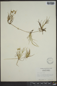 Juncus repens image