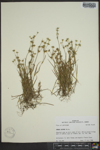 Juncus repens image