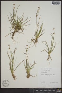 Juncus repens image