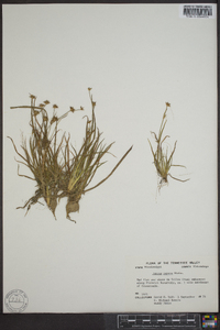 Juncus repens image