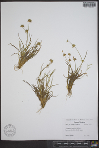 Juncus repens image