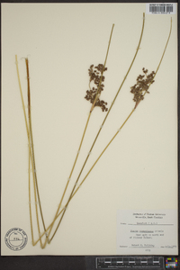 Juncus roemerianus image