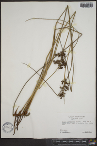 Juncus roemerianus image