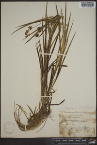 Juncus ensifolius var. montanus image