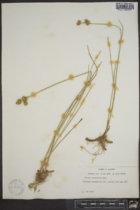 Juncus scirpoides image