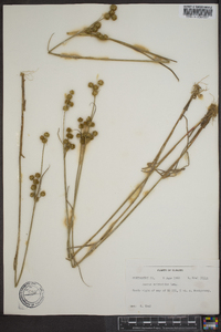 Juncus scirpoides image