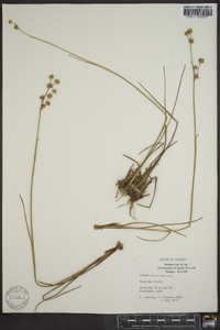 Juncus scirpoides image