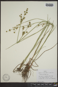 Juncus scirpoides image