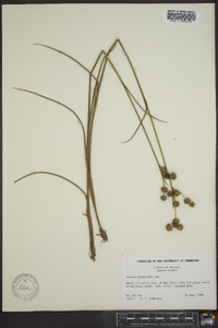 Juncus scirpoides image