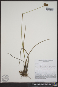 Juncus scirpoides image