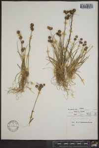 Juncus scirpoides image