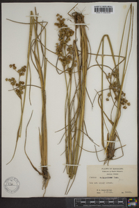 Juncus scirpoides image